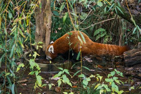 Red panda in the forest | High-Quality Animal Stock Photos ~ Creative ...