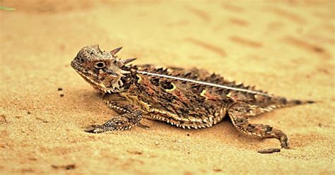 Horned Lizard - Learn About Nature