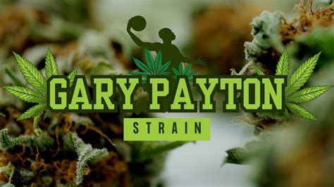 Gary Payton Strain: Hybrid Cannabis with Balanced Effects