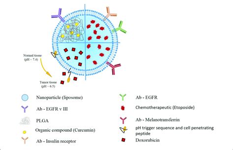 | Schematic presentation of selected liposomal nanoparticles. Liposomal... | Download Scientific ...