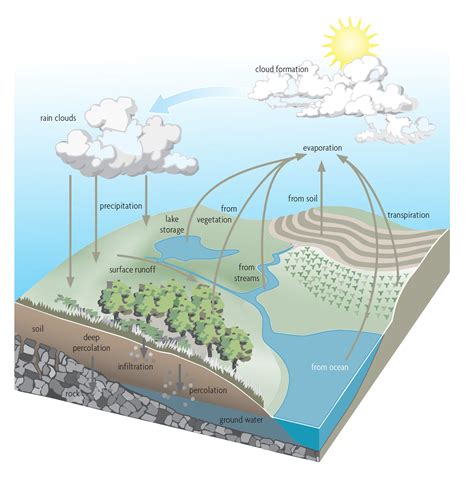 Respiration Water Cycle