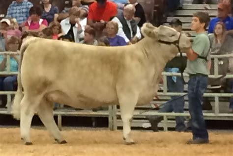 Kansas Junior Livestock Show – Charolais Composite Heifers | The Pulse