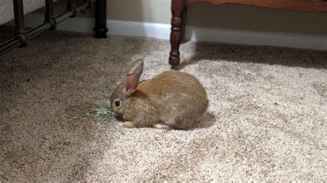 Cinnamon rabbit – Breed Rabbits