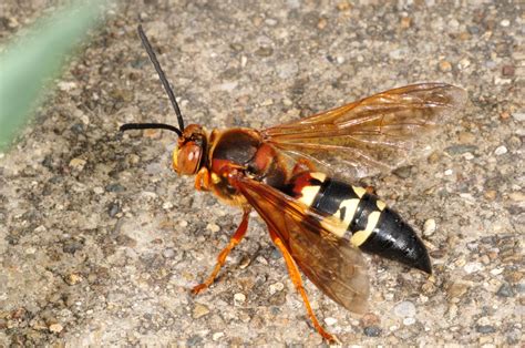 Cicada Killer Wasps — TLG Turfcare, LLC