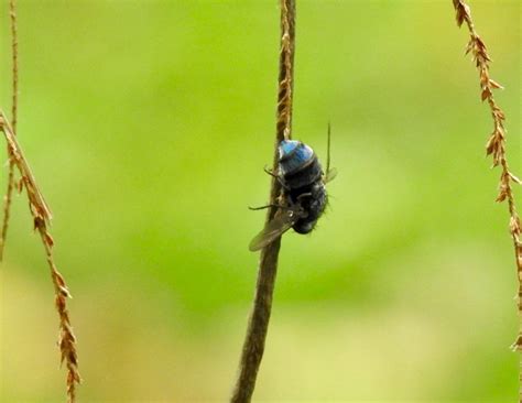 Blue Fly | SIMILAR BUT DIFFERENT IN THE ANIMAL KINGDOM