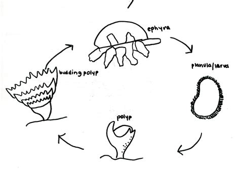 Moon Jellyfish | The eBestiary