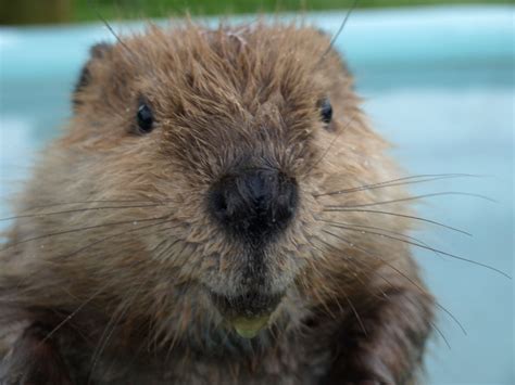 Bi-State Wildlife Hotline Inc. - Beaver Information Bi-State Wildlife Hotline Inc.