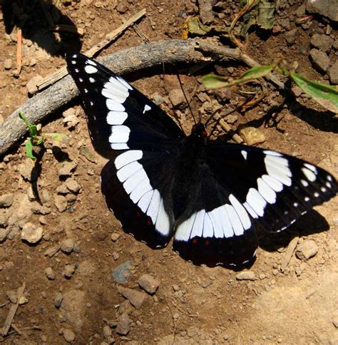 A Black and White Butterfly : Photos, Diagrams & Topos : SummitPost