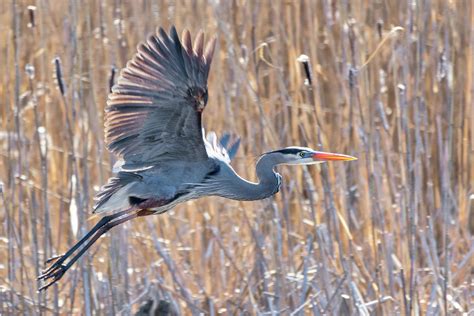 Great Blue Heron Flying Photograph by Bill Wakeley - Fine Art America