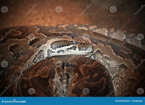 Python sebae natalensis stock image. Image of sebae, predator - 65932525