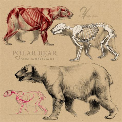 Polar Bear Anatomy by oxpecker on DeviantArt