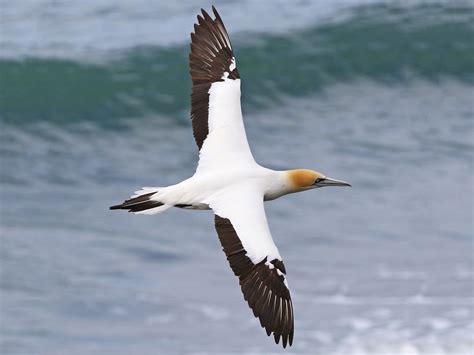 Australasian Gannet - eBird