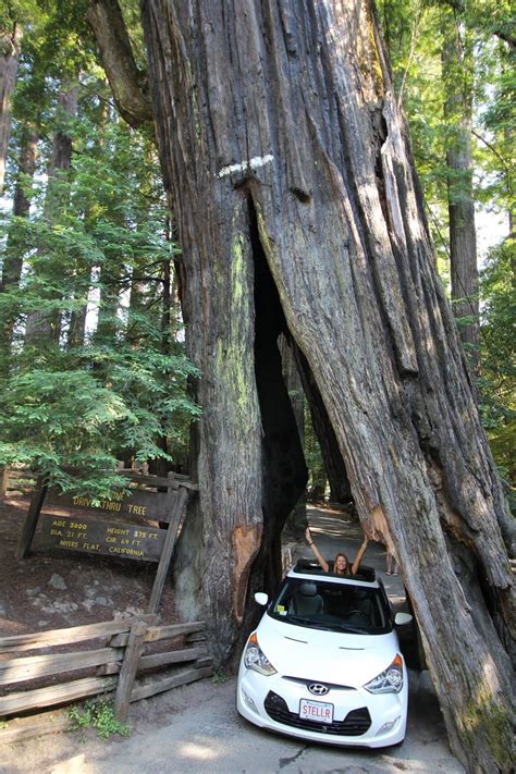 Shrine Drive Thru Tree, Myers Flat holiday accommodation: holiday ...