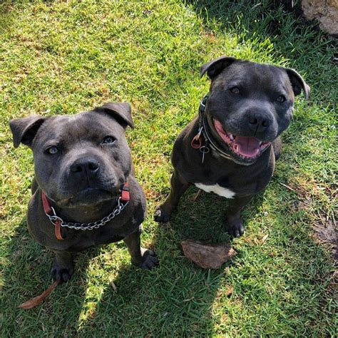 Blue Skye Staffies - English Staffordshire Bull Terriers - Perth, WA