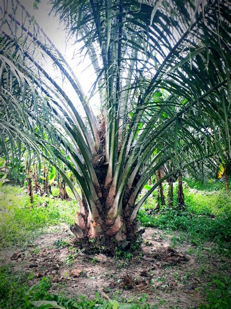 Pokok Kelapa Sawit for Landscape (4yrs old), Furniture & Home Living, Gardening, Plants & Seeds ...