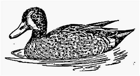 Transparent Mallard Duck Clipart Black And White - Duck With Water ...