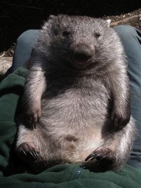 The Most Satisfied Wombat | Cute animals, Cute wombat, Animals beautiful