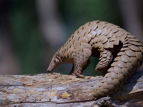 Pangolin | Species | WWF