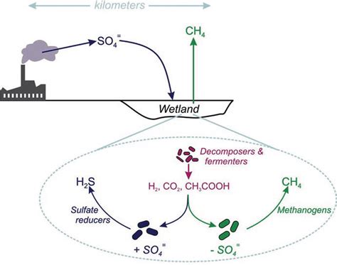 2 Diagrammatic representation of methane production from different ways | Download Scientific ...