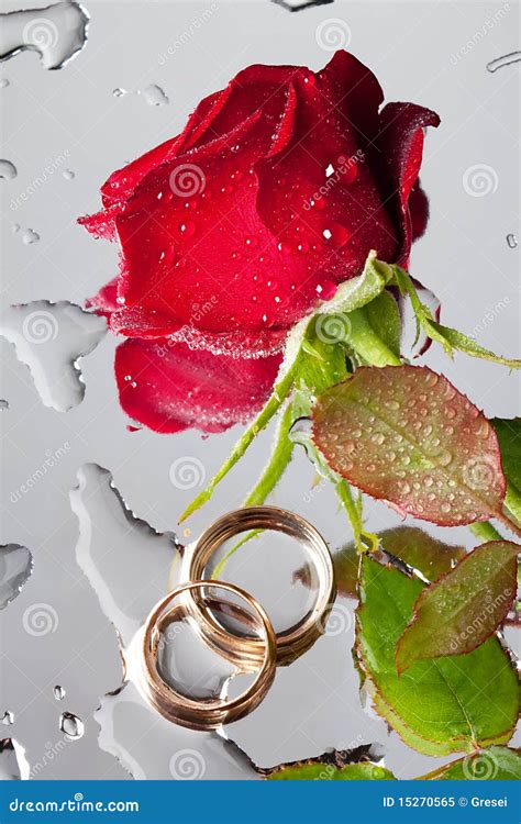 Rose and wedding rings stock image. Image of natural - 15270565