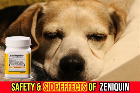 Zeniquin (Marbofloxacin) For Treating Ear Infection In Dogs