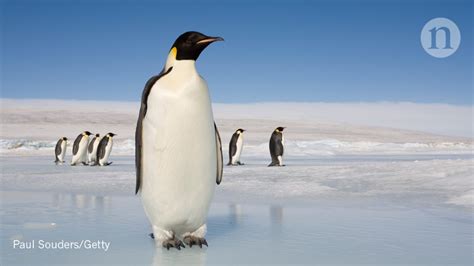 What Is The Weight Of A Emperor Penguin / Emperor penguins have the ...