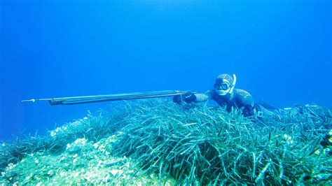 Réglementation de la chasse sous-marine en France | Subchandlers