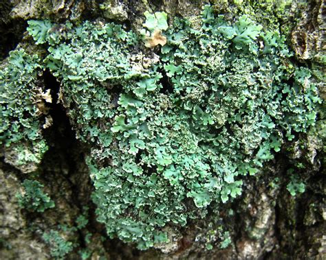 Unidentified Foliose Lichen Species | Foliose Lichen (uniden… | Flickr