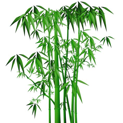 Bamboo PNG