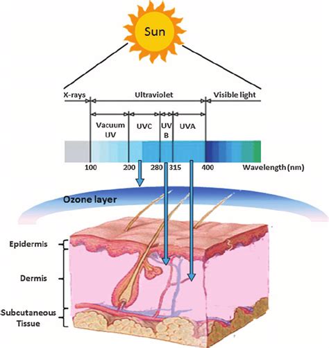 Spectrum of ultraviolet (UV) light and wavelength-dependent penetration... | Download Scientific ...