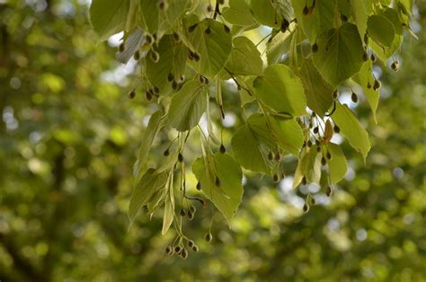 Lime Tree Trees Leaves - Free photo on Pixabay - Pixabay