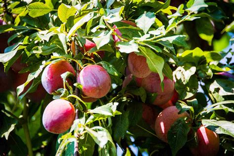 Dwarf Fruit Trees You Can Grow in Any Yard