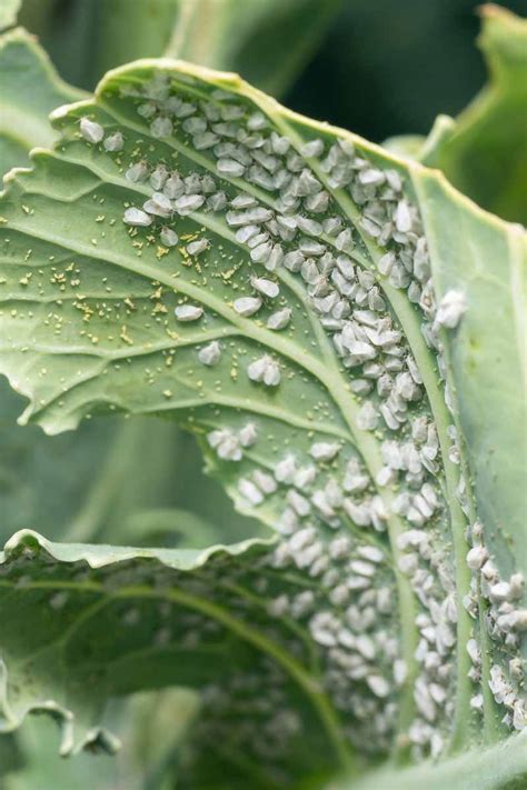 How to Identify and Control Whiteflies | Gardener’s Path