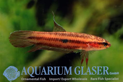 Betta coccina - Aquarium Glaser GmbH