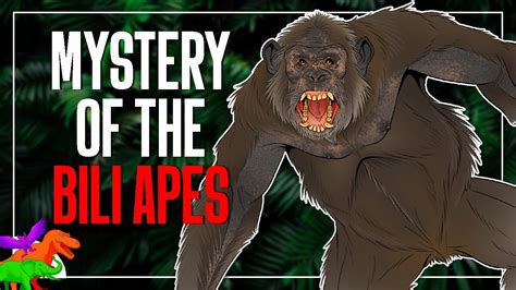 The Bizarre History of The Bili Apes | Lion-Killing Apes Among Us? - YouTube