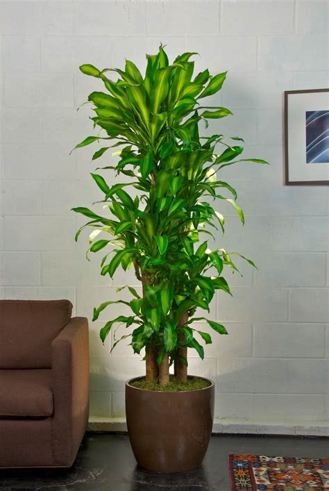 Premium Corn Plant - Houston Interior Plants