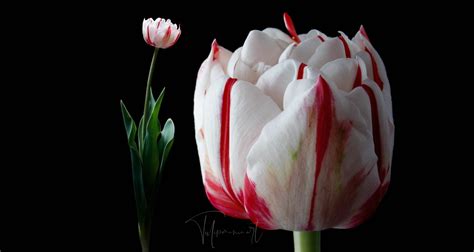 The tulip bloom is formed of … TEPALS