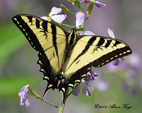 Western Tiger Swallowtail Butterfly