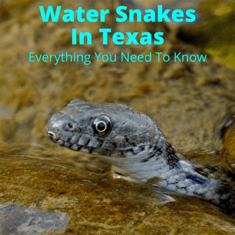 Water Snakes In Texas (Everything You Need To Know)