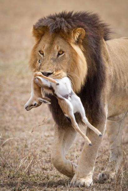 Lion Hunting Gazelle Stock Photos, Pictures & Royalty-Free Images - iStock