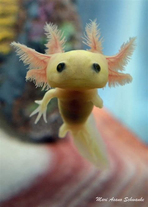 Cute Axolotl Mexican Salamander http://ift.tt/2dKsqwo | animals ...