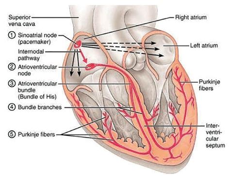 Conduction System Of The Heart Bundle Of His