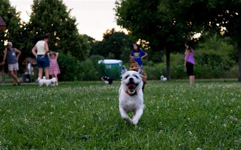 DuPage County Forest Preserve Off-Leash Areas | Pet Friendly Travel