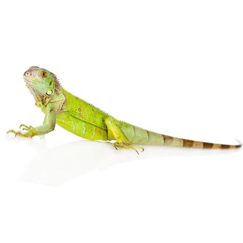 Baby Green Iguanas (Iguana Iguana) For Sale Underground Reptiles ...