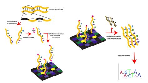 Whole Exome Sequencing | Bio Basic Asia Pacific Pte Ltd