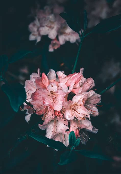 pink-petaled flowers photo – Free Plant Image on Unsplash in 2021 | Pretty flowers photography ...