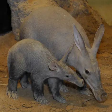 16 Reasons Why Baby Aardvarks Are The Most Conflicting Animals Ever | Unusual animals, Weird ...