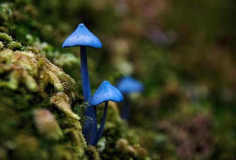 Found these blue mushrooms on a trail on New Zealand : r/mycology