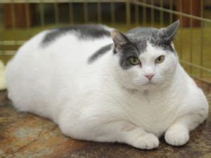 WHY IT ISN’T GOOD TO BE THE “FAT CAT” | For Cats Only