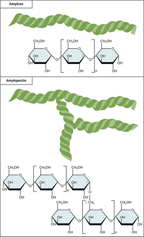 Starch Structure Amylose And Amylopectin